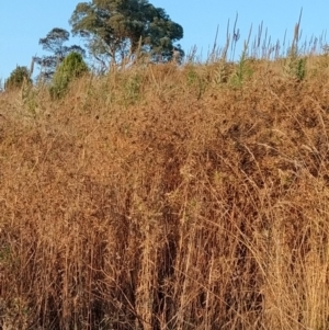 Carthamus lanatus at Fadden, ACT - 10 Feb 2023