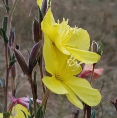 Oenothera stricta subsp. stricta (Common Evening Primrose) at Fadden, ACT - 9 Feb 2023 by KumikoCallaway