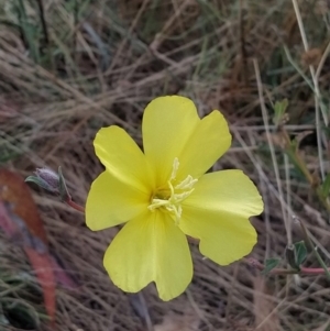 Oenothera stricta subsp. stricta at Fadden, ACT - 10 Feb 2023