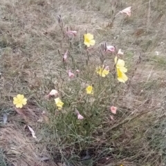 Oenothera stricta subsp. stricta at Fadden, ACT - 10 Feb 2023