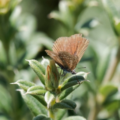 Theclinesthes serpentata (Saltbush Blue) at Booth, ACT - 17 Jan 2023 by DPRees125