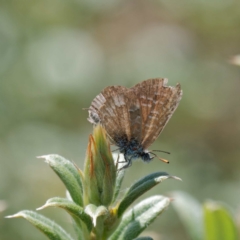 Theclinesthes serpentata at Booth, ACT - suppressed