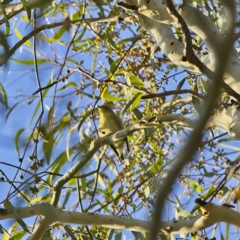 Smicrornis brevirostris (Weebill) at Higgins, ACT - 9 Feb 2023 by Trevor