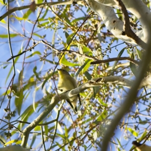 Smicrornis brevirostris at Higgins, ACT - 9 Feb 2023