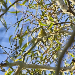 Smicrornis brevirostris at Higgins, ACT - 9 Feb 2023