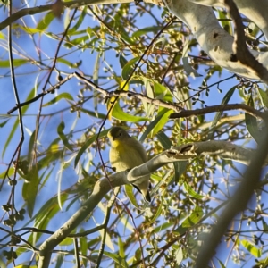 Smicrornis brevirostris at Higgins, ACT - 9 Feb 2023