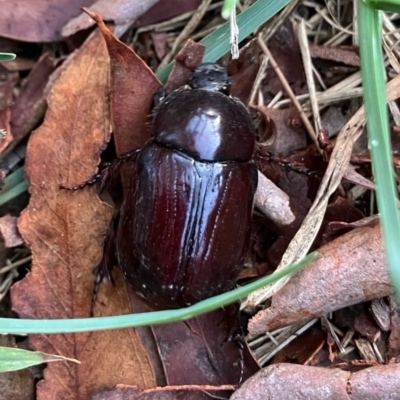 Adoryphorus coulonii (Redheaded pasture cockchafer) at Higgins Woodland - 10 Feb 2023 by Jillw