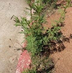 Bidens subalternans (Greater Beggars Ticks) at Belconnen, ACT - 10 Feb 2023 by Rosie