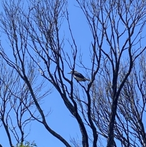 Dacelo novaeguineae at Tathra, NSW - 10 Feb 2023