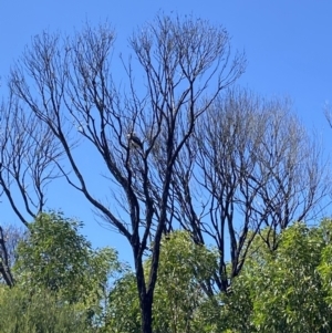 Dacelo novaeguineae at Tathra, NSW - 10 Feb 2023