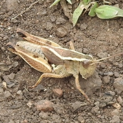 Phaulacridium vittatum (Wingless Grasshopper) at Nimmitabel, NSW - 1 Feb 2023 by GlossyGal