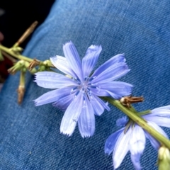 Cichorium intybus (Chicory) at Cooma, NSW - 10 Feb 2023 by JessBelle