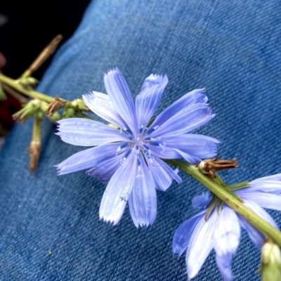 Cichorium intybus (Chicory) at Cooma, NSW - 10 Feb 2023 by JessBelle