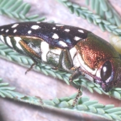 Diphucrania leucosticta (White-flecked acacia jewel beetle) at Mount Taylor - 10 Feb 2023 by Harrisi
