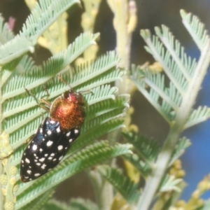 Diphucrania leucosticta at Kambah, ACT - 10 Feb 2023