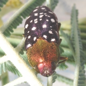 Diphucrania leucosticta at Kambah, ACT - 10 Feb 2023