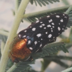 Diphucrania leucosticta at Kambah, ACT - 10 Feb 2023