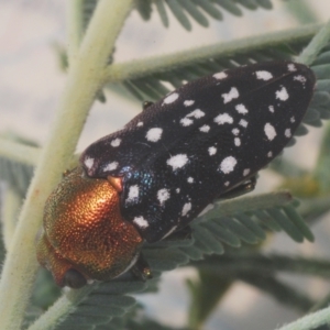 Diphucrania leucosticta at Kambah, ACT - 10 Feb 2023