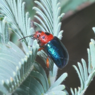 Calomela moorei (Acacia Leaf Beetle) at Mount Taylor - 10 Feb 2023 by Harrisi