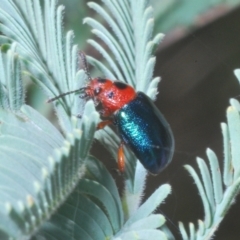 Calomela maculicollis (Acacia Leaf Beetle) at Kambah, ACT - 10 Feb 2023 by Harrisi