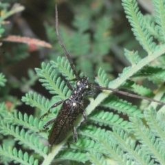 Strongylurus ceresioides (Longhorn beetle) at Kambah, ACT - 9 Feb 2023 by Harrisi