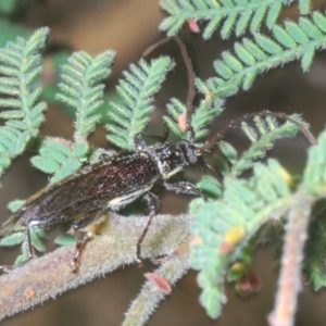 Strongylurus ceresioides at Kambah, ACT - 10 Feb 2023