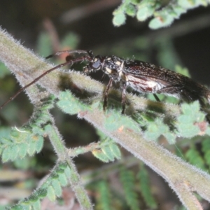 Strongylurus ceresioides at Kambah, ACT - 10 Feb 2023