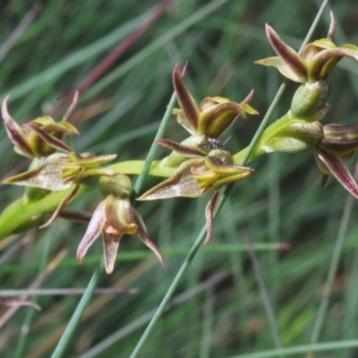 Prasophyllum tadgellianum (Tadgell's leek orchid) at Kosciuszko National Park - 8 Feb 2023 by Harrisi