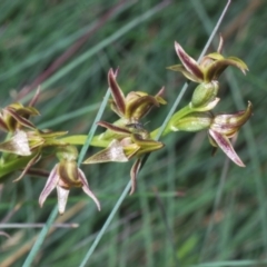 Paraprasophyllum tadgellianum at Smiggin Holes, NSW - 8 Feb 2023