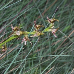 Paraprasophyllum tadgellianum at Smiggin Holes, NSW - suppressed