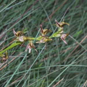 Prasophyllum tadgellianum at Smiggin Holes, NSW - 8 Feb 2023