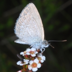 Zizina otis (Common Grass-Blue) at Kosciuszko National Park - 8 Feb 2023 by Harrisi