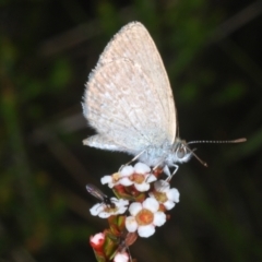 Zizina otis at Wilsons Valley, NSW - 8 Feb 2023 02:16 PM