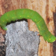 Melanodes anthracitaria (Black Geometrid) at Tinderry, NSW - 9 Feb 2023 by Harrisi