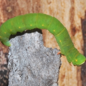 Melanodes anthracitaria at Tinderry, NSW - 9 Feb 2023