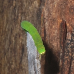 Melanodes anthracitaria at Tinderry, NSW - 9 Feb 2023