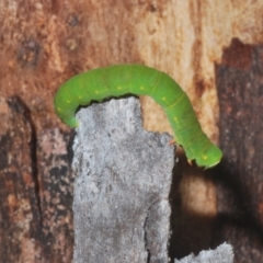 Melanodes anthracitaria at Tinderry, NSW - suppressed