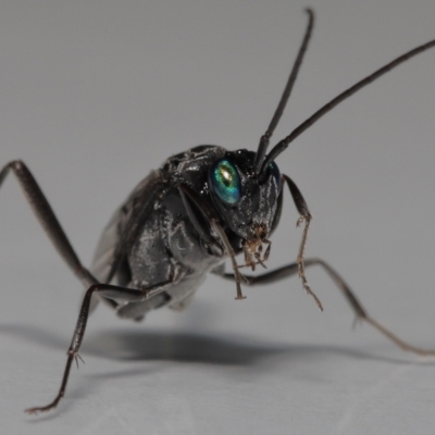 Unidentified Parasitic wasp (numerous families) at Wellington Point, QLD - 8 Feb 2023 by TimL