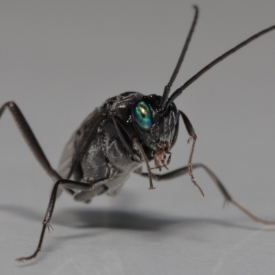 Acanthinevania sp. (genus) by TimL