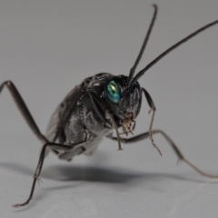 Acanthinevania sp. (genus) (TBC) at Wellington Point, QLD - 8 Feb 2023 by TimL