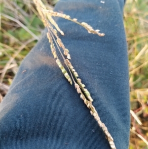 Paspalum dilatatum at Fadden, ACT - 10 Feb 2023