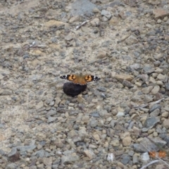 Vanessa kershawi (Australian Painted Lady) at Cotter River, ACT - 10 Feb 2023 by GirtsO