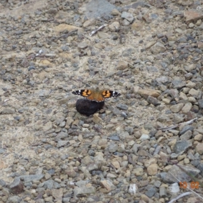 Vanessa kershawi (Australian Painted Lady) at Namadgi National Park - 10 Feb 2023 by GirtsO