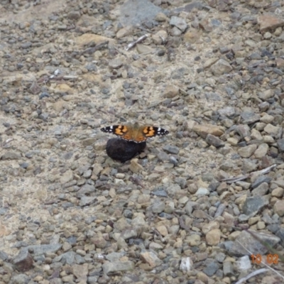 Vanessa kershawi (Australian Painted Lady) at Cotter River, ACT - 10 Feb 2023 by GirtsO
