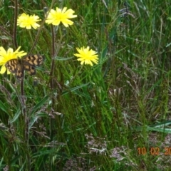 Heteronympha cordace (Bright-eyed Brown) at Namadgi National Park - 10 Feb 2023 by GirtsO