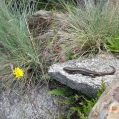 Eulamprus tympanum (Southern Water Skink) at Cotter River, ACT - 10 Feb 2023 by GirtsO