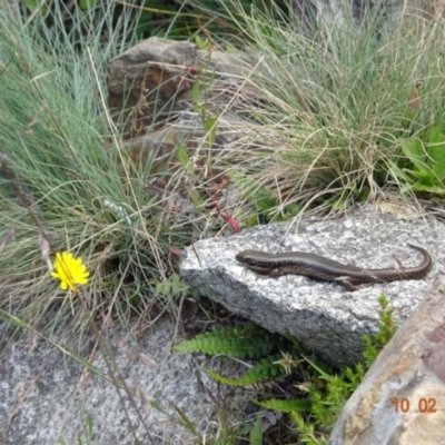 Eulamprus tympanum (Southern Water Skink) at Namadgi National Park - 10 Feb 2023 by GirtsO