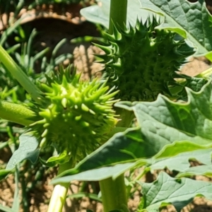 Datura stramonium at Phillip, ACT - 11 Feb 2023 09:51 AM