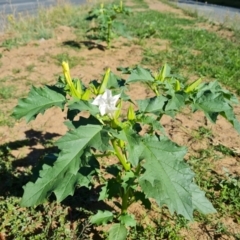 Datura stramonium at Phillip, ACT - 11 Feb 2023 09:51 AM