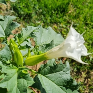 Datura stramonium at Phillip, ACT - 11 Feb 2023 09:51 AM